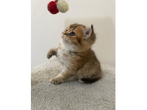 Yavru Golden British Shorthair