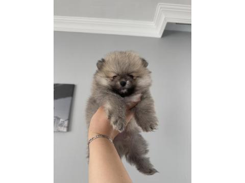 Pomeranian Boo Dişi Ve Erkek