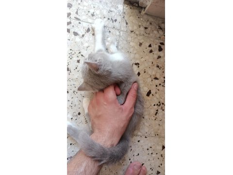 70 Günlük 2 Erkek Kardeş Kedimiz Uyguna