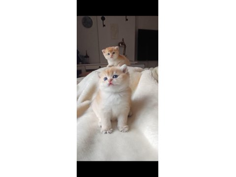 Üst Kalite Golden British Shorthair Bebekler