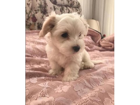 Teacup Maltese Yavrularımız