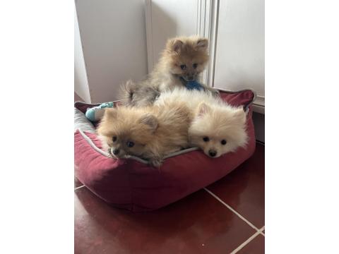 Pomeranian Spitz Yavrular