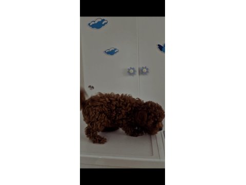 Orijinal Toy Poodle Değerlendirmeden Geçmeyin