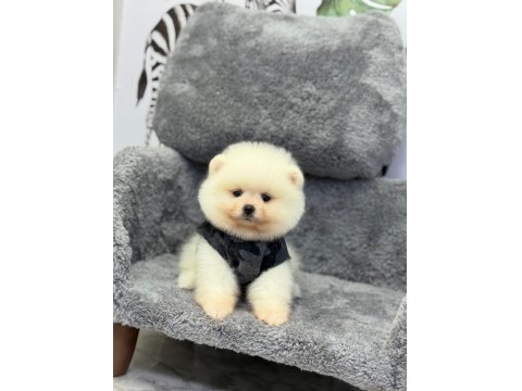 Dişi Ve Erkek Teddy Bear Pomeranian Yavrular