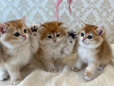 Ny12 Soylu Golden British Yavrular - Muhteşem Tip Ve Karakterli