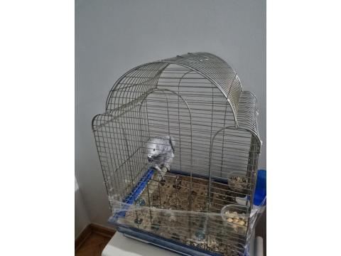 Full Evcil Yavru Jako Papağanı