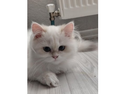 British Longhair 3 Aylık