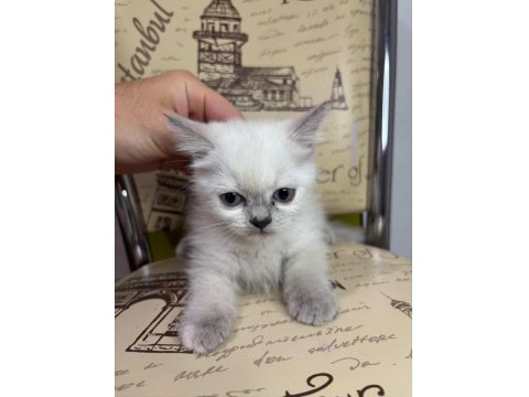 2 Aylık Blue Point Dişi British Kızımız