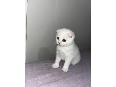 Scottish Fold Yavru