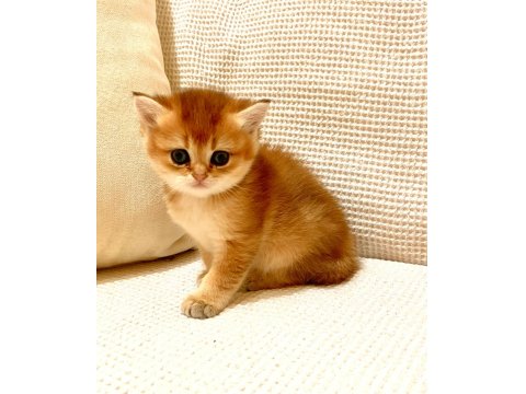 Golden Ny11 Safkan Orjinal Yeşil Gözlü Sarışın British Shorthair Kız