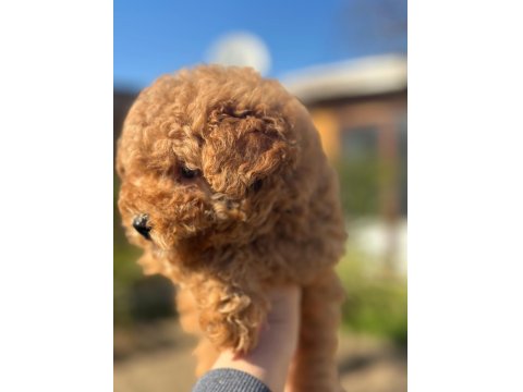 Tüy Yumağı Poodle Yavrumuz
