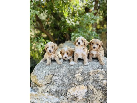 Ruhsatlı İşletmeden F1 Maltipoo Bebekler