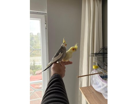 Sultan Papağanlarım Kafes Ve Malzemeler