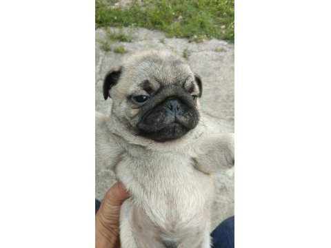 Kaliteli Pug Mops