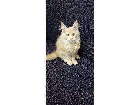 Anne Baba Şecereli Safkan Yavru Maine Coon