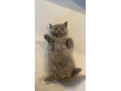 British Shorthair Kedisi Yavru Lilac