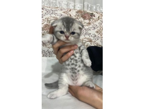 Dünya Tatlısı Yavru Kediler