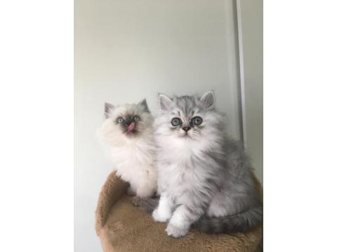 Uysal Ve Sevecen British Longhair