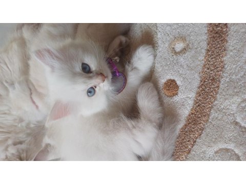 British 2 Aylık Maviş