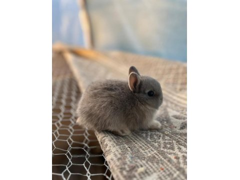 Hollanda Cüce Tavşan