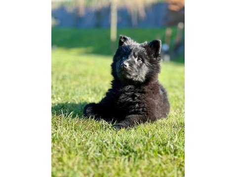 Solid Black (Siyah) Alman Kurdu Yavruları