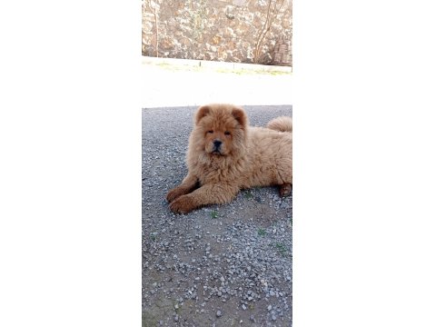 Safkan Temiz Irk Çin Aslanı