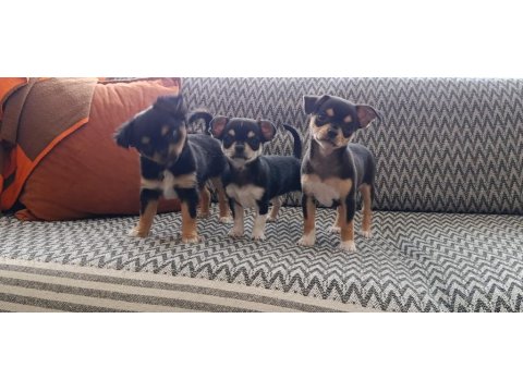 Safkan Teacup Şivava Yavruları