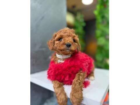 Sevimli Poodle Köpekler