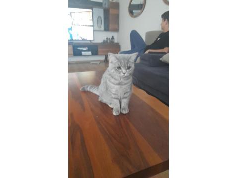 Dişi Kedi 4 Aylık Ücretli Verilecek