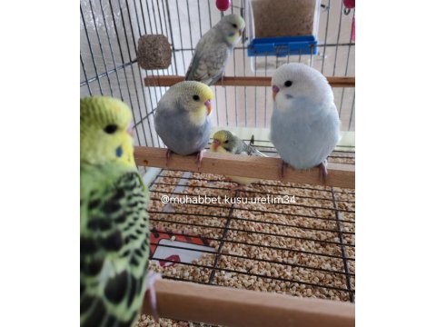 Tüm İstanbul İlçelerine Adrese Teslim Muhabbet Kuşu