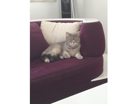 British Shorthaır Dişi (Ücretsiz)