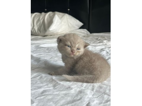 20 Günlük Scottish Ve British Yavrularımız