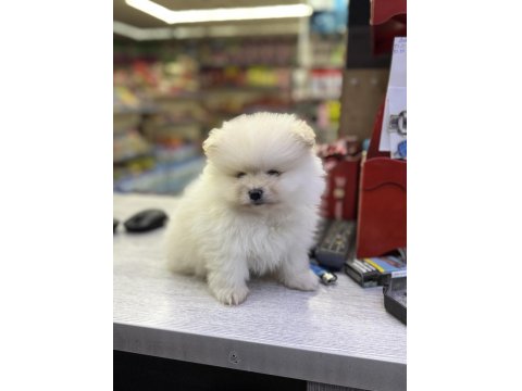 2,5 Aylık Pomeranian Boo