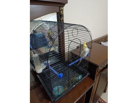 Kafesiyle Beraber Sultan Papağanı