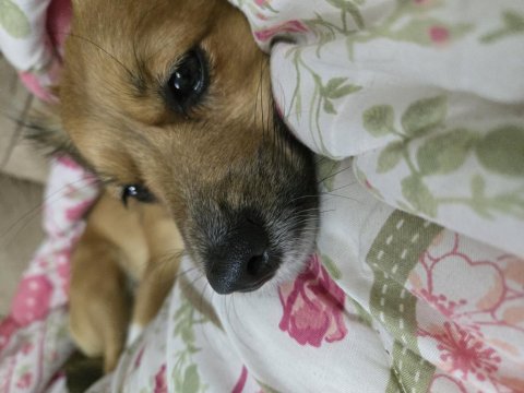 Oyuncu Ve Sevecen Köpeğimiz