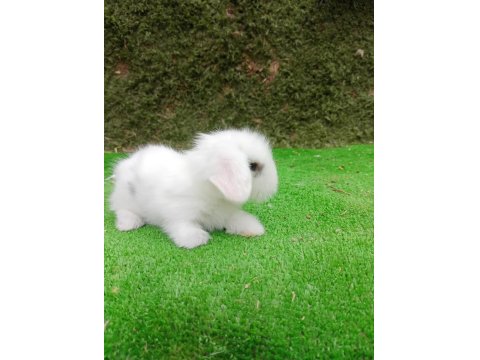 Beyaz Hollanda Teddy Lop Tavşan Yavrularımız