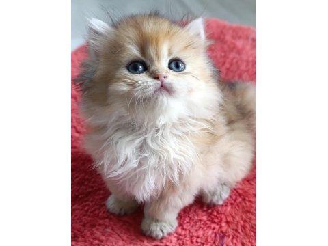 Safkan British Longhair Golden Dişi