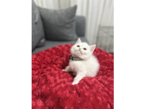 Lekesiz White British Shorthair Bebekler
