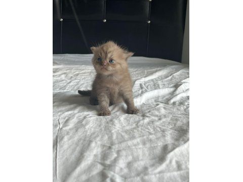 20 Günlük Scottish Ve British Yavrularımız