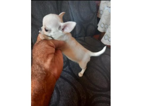 Elma Kafa Küt Burunlu Chihuahua