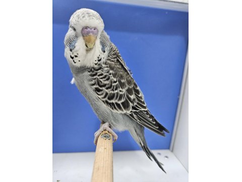 Yeni Yeme Düşen Jumbo Muhabbet Kuşu Bebekler