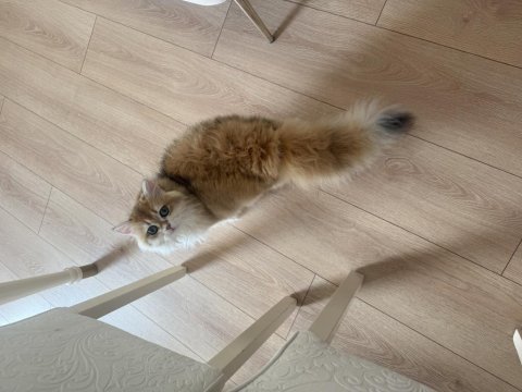 British Longhair Ny12 Erkek 7Aylık