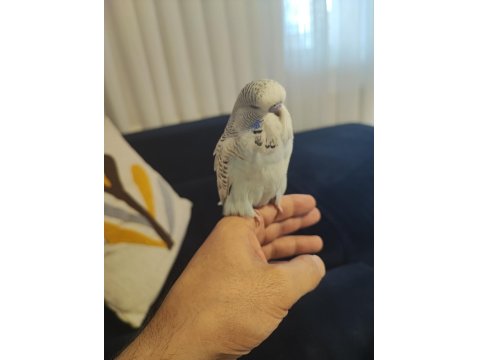 Mutasyon Vasıflı Show Jumbo Yavrular