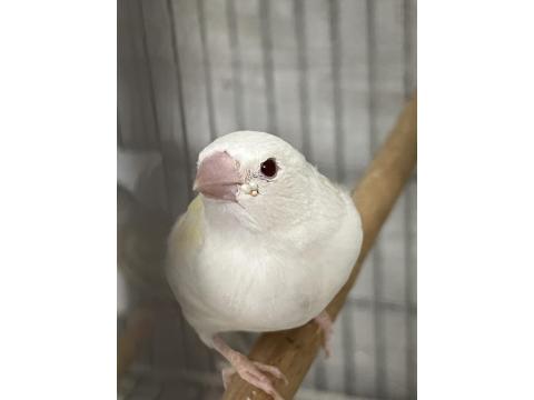 Goldian Finch Yavrular