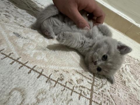 1.5 Aylık Kızımızı Sahiplendiriyoruz British Shorthair