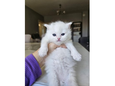 British Longhair Yavrularımız