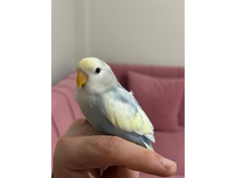 Yavru Sevda Papağanı