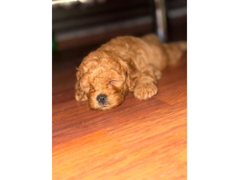 Toy Poodle Yavrusu Köpekler