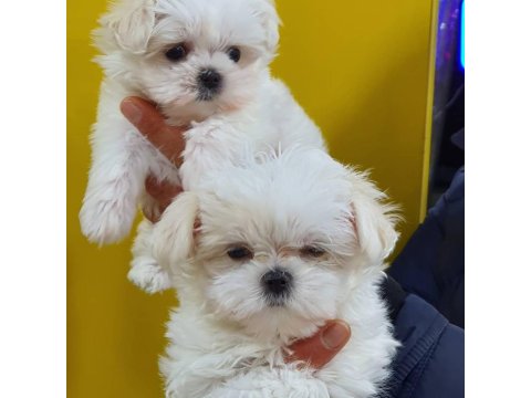 Fci A Şecere Kore Kan Maltese Yavruları