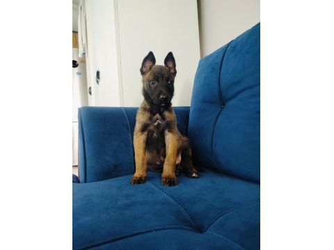 A Kalite Belçika Kurdu Yavruları